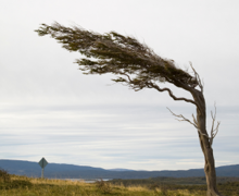 Tree in wind