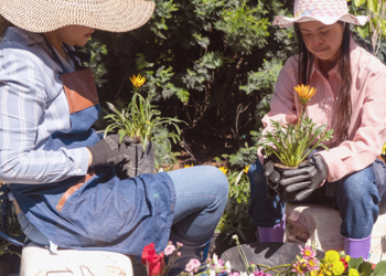 Tending a garden