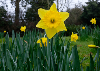 Planting bulbs